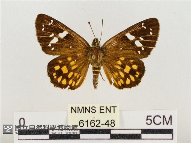 臺灣流星弄蝶藏品圖，第1張