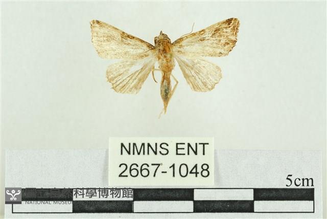 弧角散紋夜蛾藏品圖，第1張