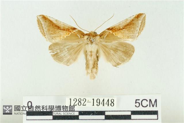 印華波紋蛾藏品圖，第1張
