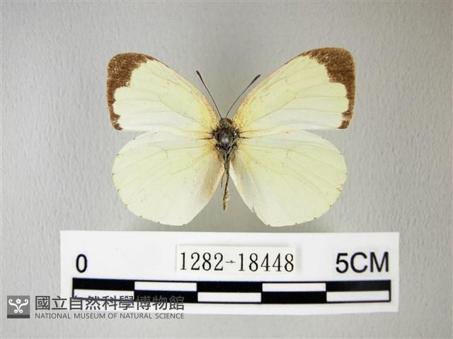 荷氏黃蝶藏品圖，第1張