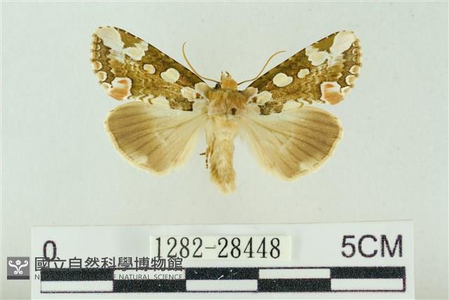 連珠波紋蛾藏品圖，第1張