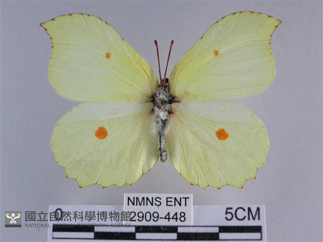 臺灣鉤粉蝶藏品圖，第1張