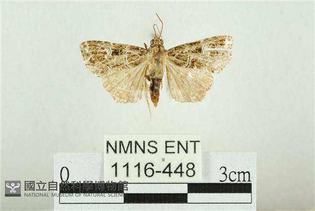 白斑散紋夜蛾藏品圖，第1張