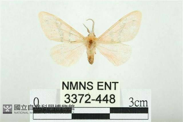 三條橙燈蛾藏品圖，第1張