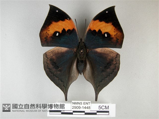 枯葉蝶藏品圖，第1張