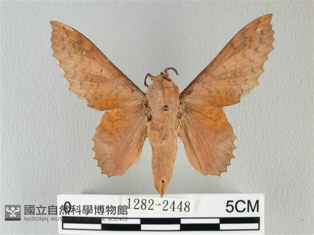 鋸緣枯葉蛾藏品圖，第1張