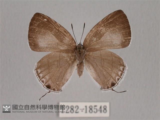 瓏灰蝶藏品圖，第1張