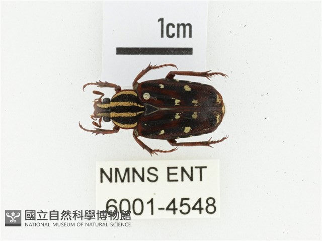 巴蘭陷紋金龜藏品圖，第1張