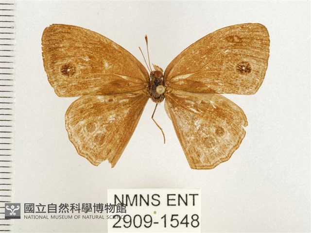 淺色眉眼蝶藏品圖，第1張