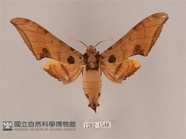 裂斑鷹翅天蛾藏品圖，第1張