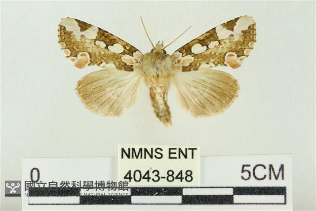 連珠波紋蛾藏品圖，第1張