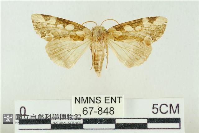 連珠波紋蛾藏品圖，第1張