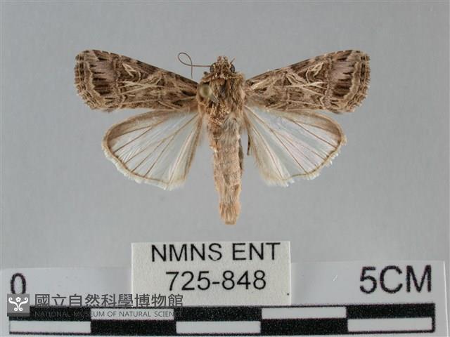 斜紋夜盜蛾藏品圖，第1張