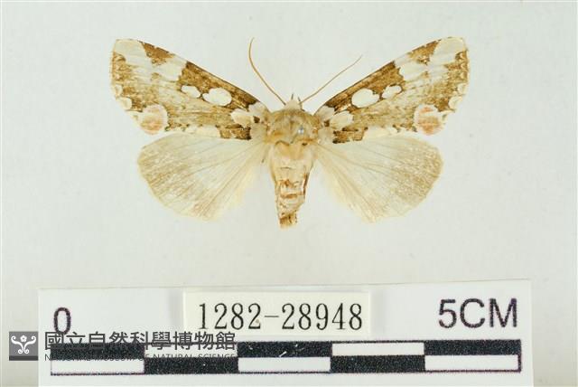 連珠波紋蛾藏品圖，第1張