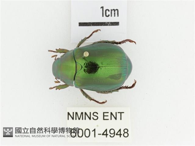 綠艷金龜藏品圖，第1張