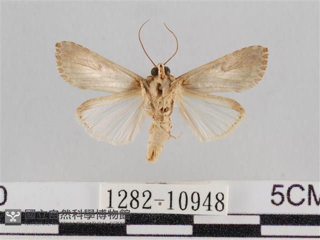 斜紋夜盜蛾藏品圖，第1張