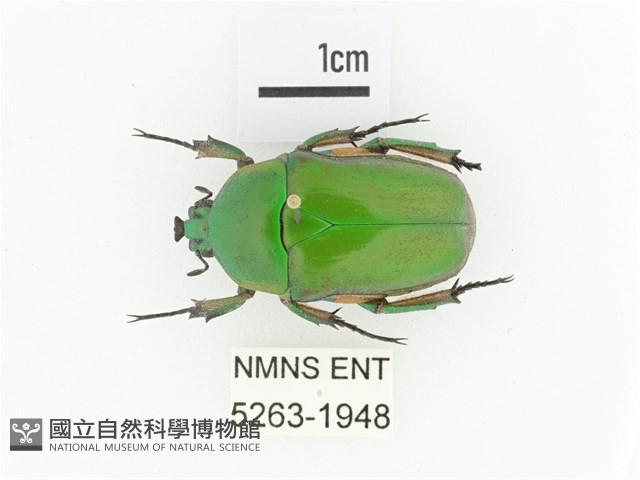 小扇角金龜藏品圖，第1張