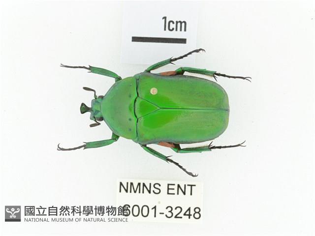 小扇角金龜藏品圖，第1張