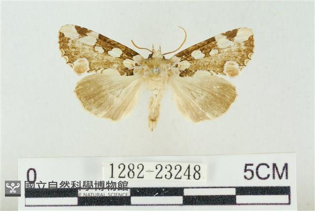 連珠波紋蛾藏品圖，第1張