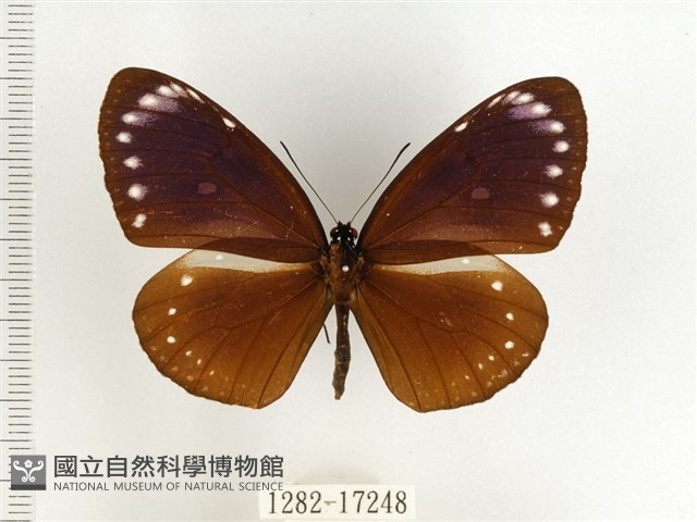 小紫斑蝶藏品圖，第1張