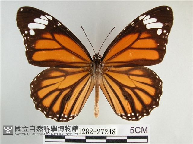 黑脈樺斑蝶藏品圖，第1張