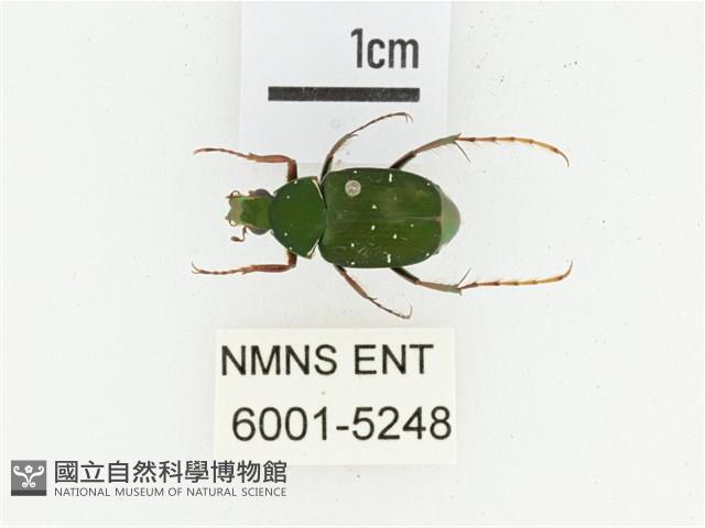 三輪長腳花金龜藏品圖，第1張