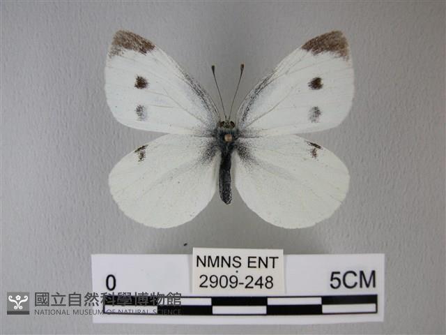 白粉蝶、紋白蝶藏品圖，第1張