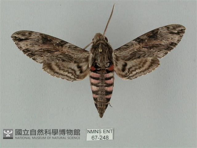 蝦殼天蛾藏品圖，第1張