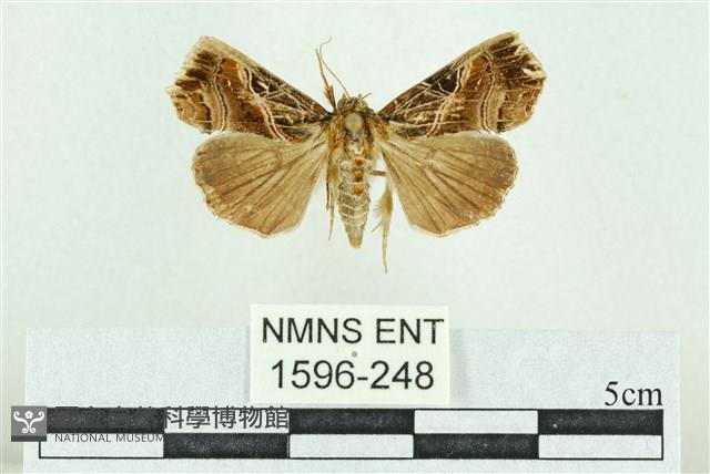 粉紅帶散紋夜蛾藏品圖，第1張