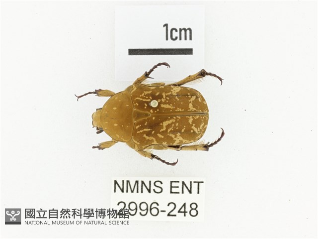 銅點花金龜藏品圖，第1張