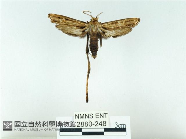 長腳大織蛾藏品圖，第1張