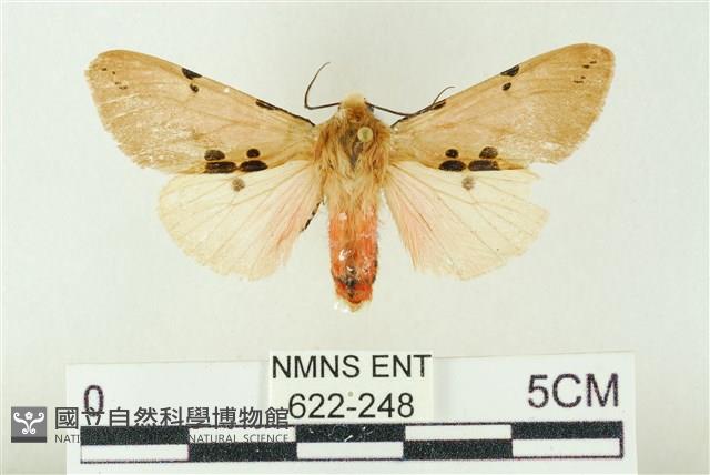 棍棒污燈蛾藏品圖，第1張