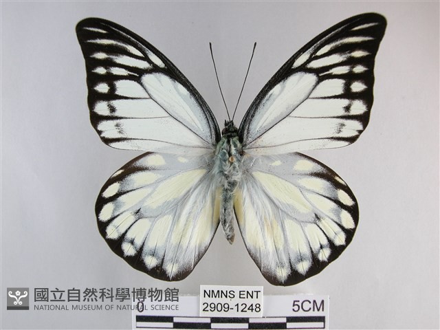 鋸粉蝶藏品圖，第1張