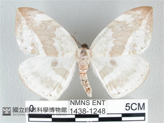 圓翅大鉤蛾藏品圖，第1張