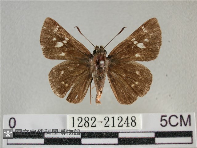 臺灣赭弄蝶藏品圖，第1張