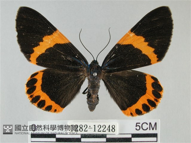 橙帶藍尺蛾藏品圖，第1張