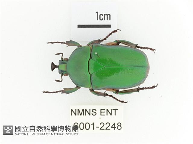 臺灣扇角金龜藏品圖，第1張