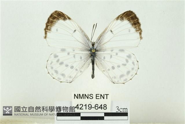 白雀斑灰蝶藏品圖，第1張