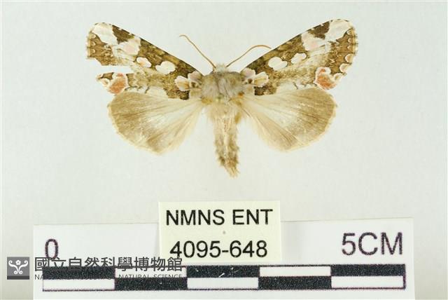 連珠波紋蛾藏品圖，第1張