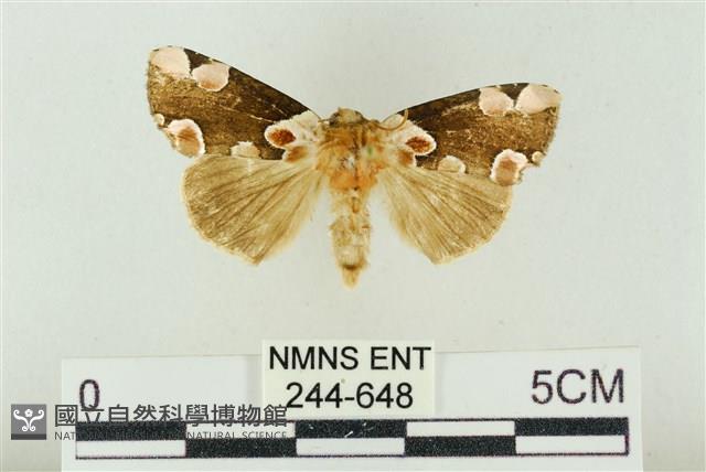 大斑波紋蛾藏品圖，第1張