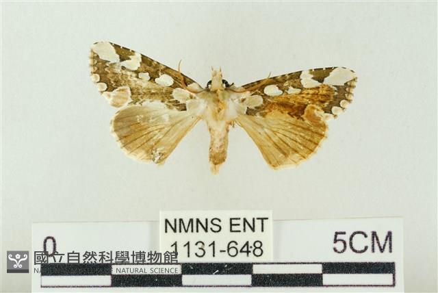 連珠波紋蛾藏品圖，第1張