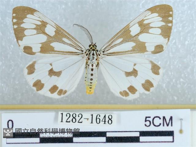 粉蝶燈蛾藏品圖，第1張