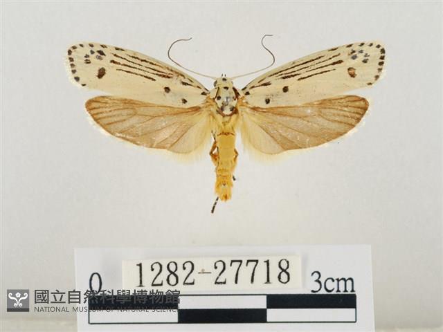 線紋篩蛾藏品圖，第1張