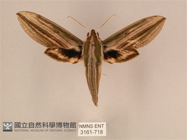 棕綠背線天蛾藏品圖，第1張