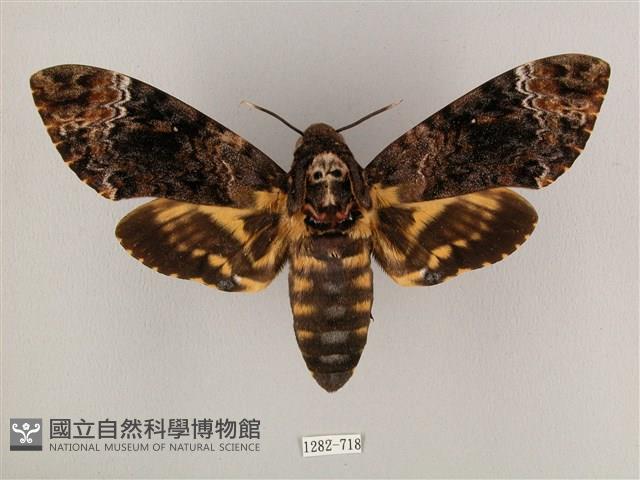 鬼臉天蛾藏品圖，第1張