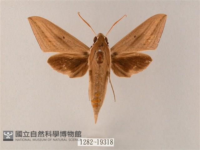 直翅斜紋天蛾藏品圖，第1張