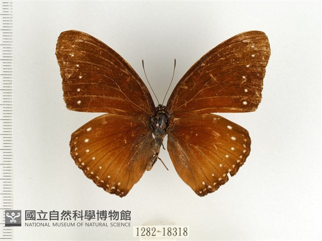 端紫幻蛺蝶藏品圖，第1張