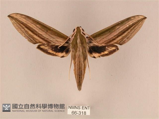 棕綠背線天蛾藏品圖，第1張