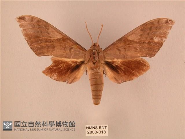 波紋豆天蛾藏品圖，第1張