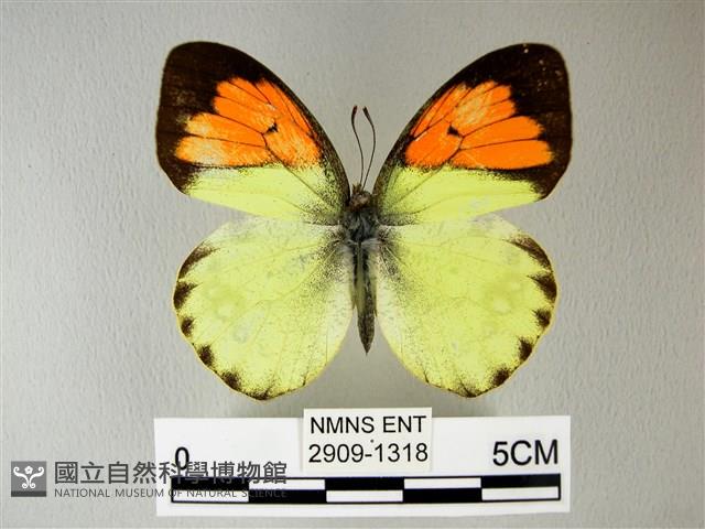 異粉蝶、雌白黃蝶藏品圖，第1張